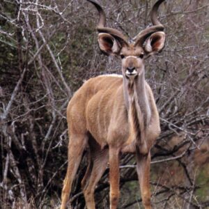 Shofars - Kudu (BTTsk) : Blow The Trumpet : Sofars Kudu